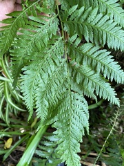 Pteris dentata