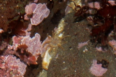 Halcampa decemtentaculata