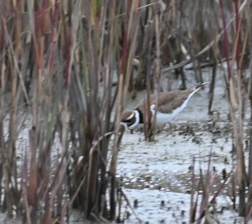 Killdeer from Bayside, TX, USA on December 07, 2021 at 0450 PM by