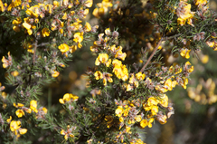 Pultenaea hispidula