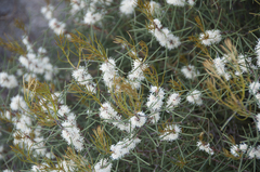 Hakea rostrata