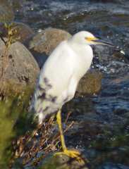Egretta thula
