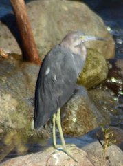 Egretta caerulea