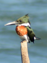 Chloroceryle amazona