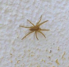 Neoctenus