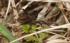 Alopecosa albofasciata