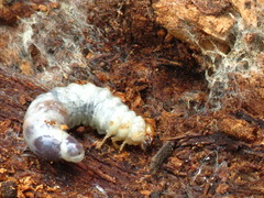 Lucanidae