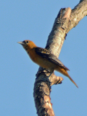Icterus galbula
