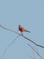 Pyrocephalus rubinus