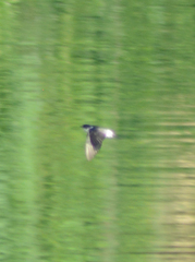 Tachycineta albilinea