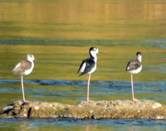 Himantopus mexicanus