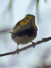 Setophaga virens