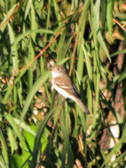 Empidonax minimus