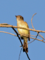 Empidonax minimus