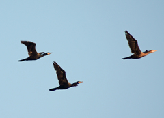 Nannopterum brasilianum