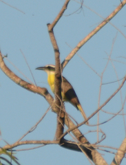 Megarynchus pitangua