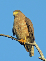 Rupornis magnirostris