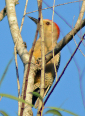 Melanerpes aurifrons