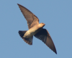 Stelgidopteryx serripennis