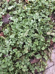 Trifolium repens