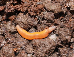 Argonemertes australiensis