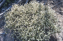 Spyridium parvifolium