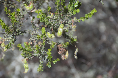 Acacia glandulicarpa
