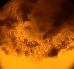 Hymenogaster griseus