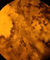 Hymenogaster griseus