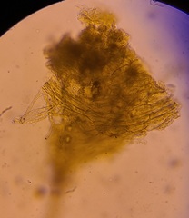 Hymenogaster griseus