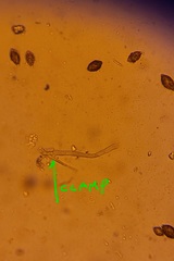 Hymenogaster griseus