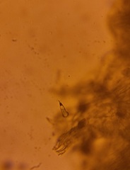 Hymenogaster griseus