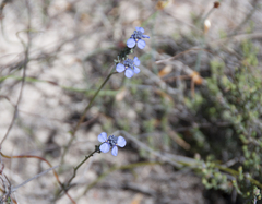 Comesperma calymega