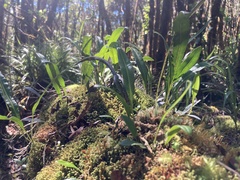 Elaphoglossum crassicaule