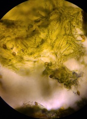 Hymenogaster griseus