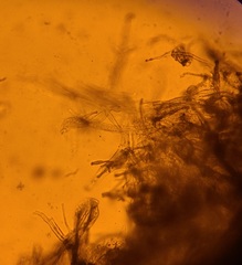 Hymenogaster griseus