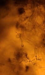 Hymenogaster griseus