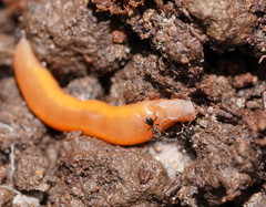 Argonemertes australiensis