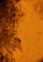 Hymenogaster griseus