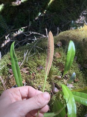 Elaphoglossum crassicaule