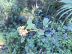 Baccharis glomeruliflora
