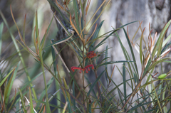 Grevillea dimorpha
