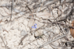 Comesperma calymega