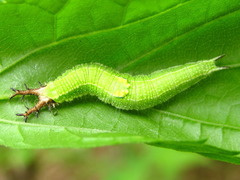 Apaturinae
