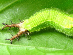 Apaturinae