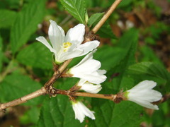 Deutzia uniflora