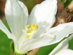 Deutzia uniflora