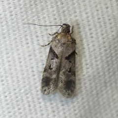 Gelechiini
