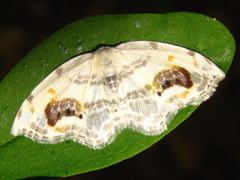 Auzata nigrata