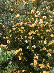 Pultenaea muelleri